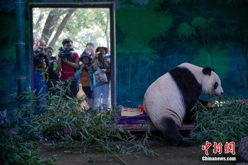 天津动物园爆料视频网红,萌态可掬引网友热议  第3张