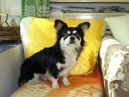 狗日子在线观看,在线观看,温情满满的家庭生活记录 第2张 狗日子在线观看,在线观看,温情满满的家庭生活记录 第2张